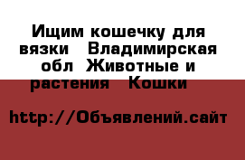 Ищим кошечку для вязки - Владимирская обл. Животные и растения » Кошки   